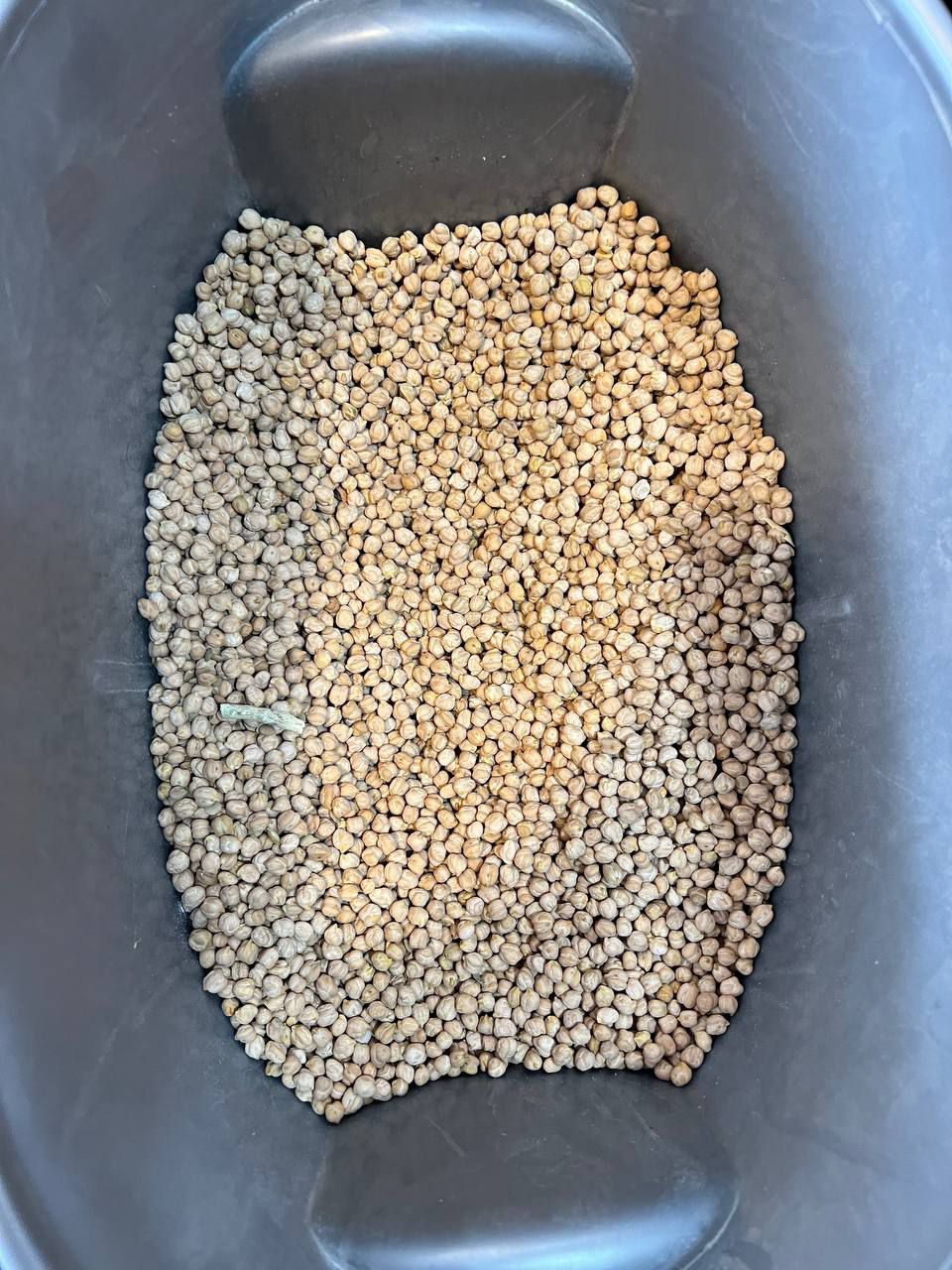 نخود کیلویی