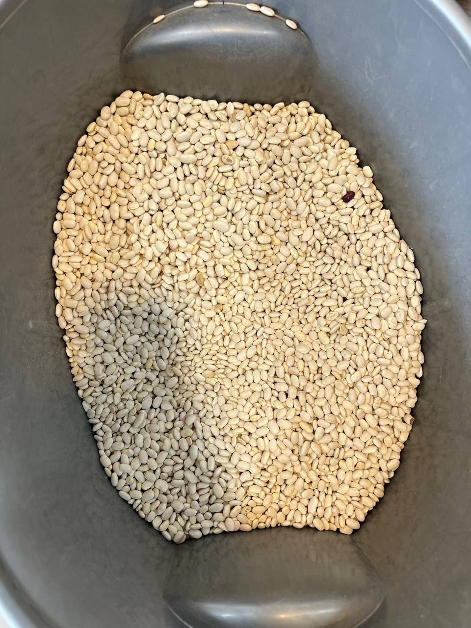 لوبیا سفید کیلویی