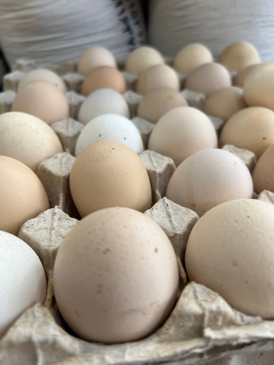 تخم مرغ بومی